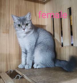British shorthair 