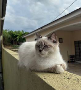 Kucing Mix Siamese x Persian🐱