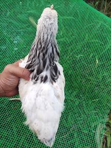 Ayam Light Suxxes (LSX)