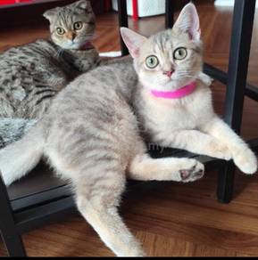 BSH For Rehome