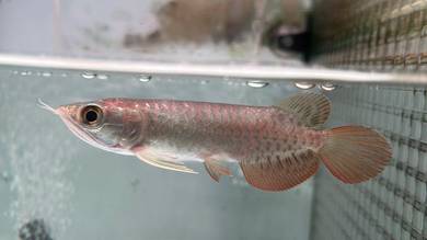 Ikan Golden Arowana Fish 4 inch (ARC-1)