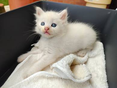 TOPs A-GRADE Hayden White Ragdoll cat