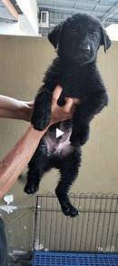 black male German shepherd puppy 