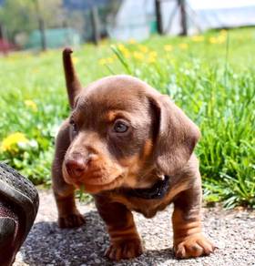 dachshund 22