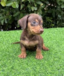 MINIATURE DACHSHUND Puppies VIP29🐻 Male~Female