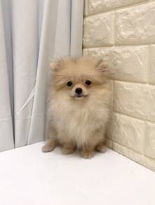 J0420 Pomeranian Doll Face Puppy