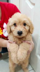 maltese dacshund mix