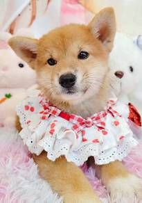 Shiba Inu
