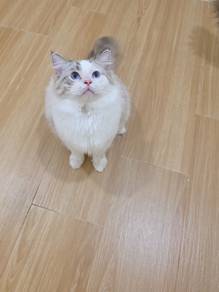 ragdoll