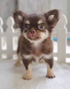 CHIHUAHUA PUPPIES 326 🌷Head Apple Cute Dog