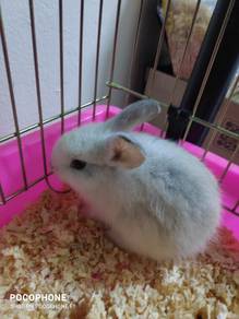 Ank rabbit for sale 