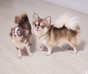 Chihuahua k