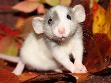 Dumbo rat 
