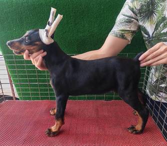 Big Bone Doberman Puppy Female Black 1406