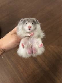 Syrian Hamster Bigbone