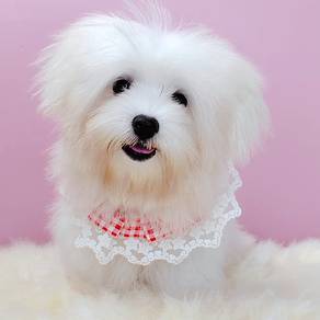 Maltese