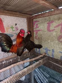 ayam hutan sepasang