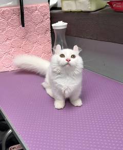 Solid White Munckin kitten