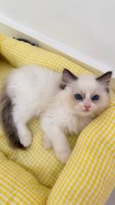 Pure Breed Ragdoll Kitten (CFA)