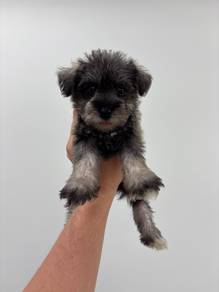Schnauzer Female 2