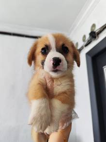 Corgi