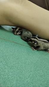 Sugar glider utk pets lover