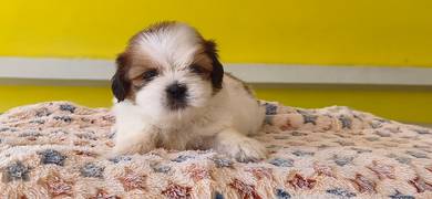 shih tzhu 