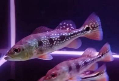Peacock Bass Temensis