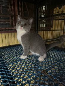 kitten BSH