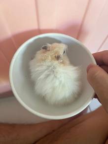 hamster
