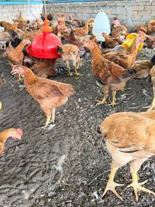 Ayam Kampung Kacuk