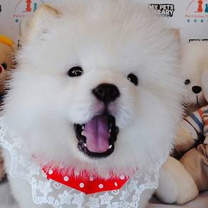 Chow Chow
