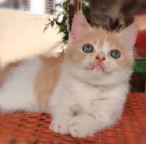 British Shorthair Kitten