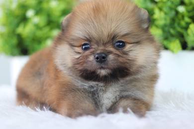 Pomeranian