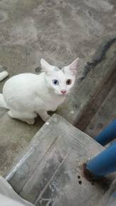 cat withe colour