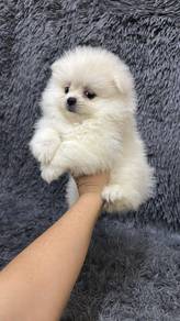 Pure Breed Pomeranian (Female) 纯种米白色博美 女生
