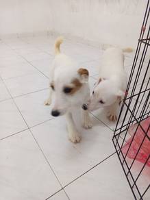 Jack Russell Terrier 