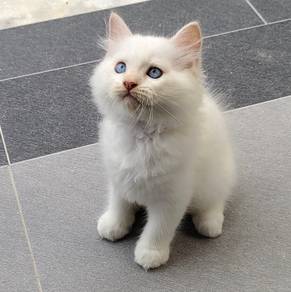 Male Kitten 
