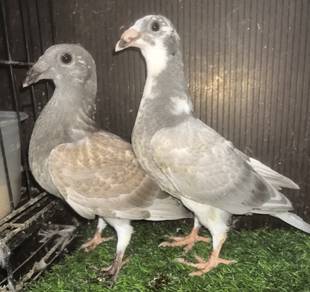 Merpati Racing Homer Anak