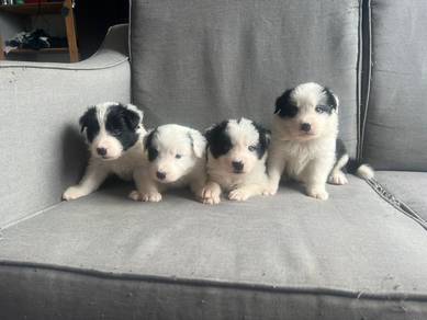 Border Collie