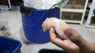 girl syrian hamster age 2 month