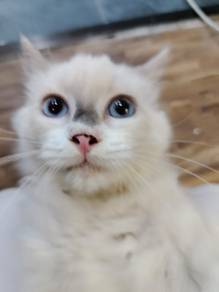 seal point ragdoll