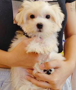 Maltese