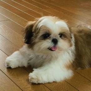 F1122 Loveable Shih Tzu Gold White Teddy Puppy Pup