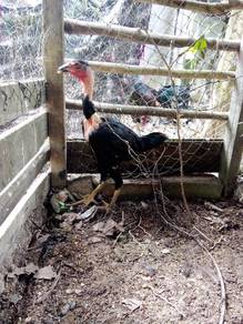 anok ayam 