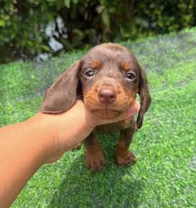 MINIATURE DACHSHUND Puppies 0144 🐻 Short-haired