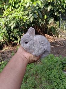 ND Rabbit Arnab Netherland Dwarf 