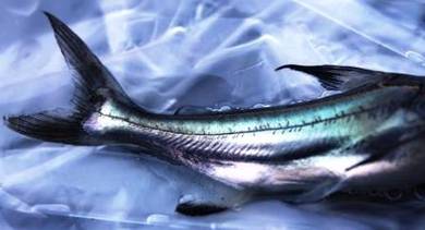 高旗猫, High Fin Pangasius, Ikan Patin Tinggi