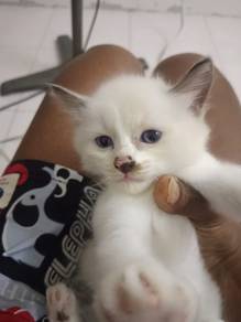 regdoll mix Siamese 