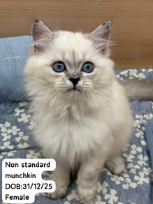 Non Standard Munchkin Untuk Dijual !!